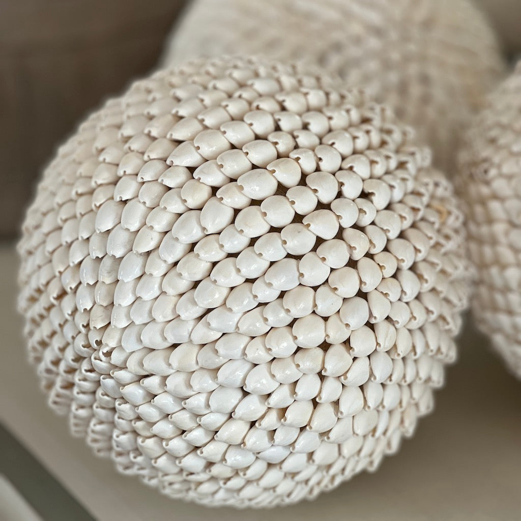 Cypraea Cowrie Shell Decorative Ornament