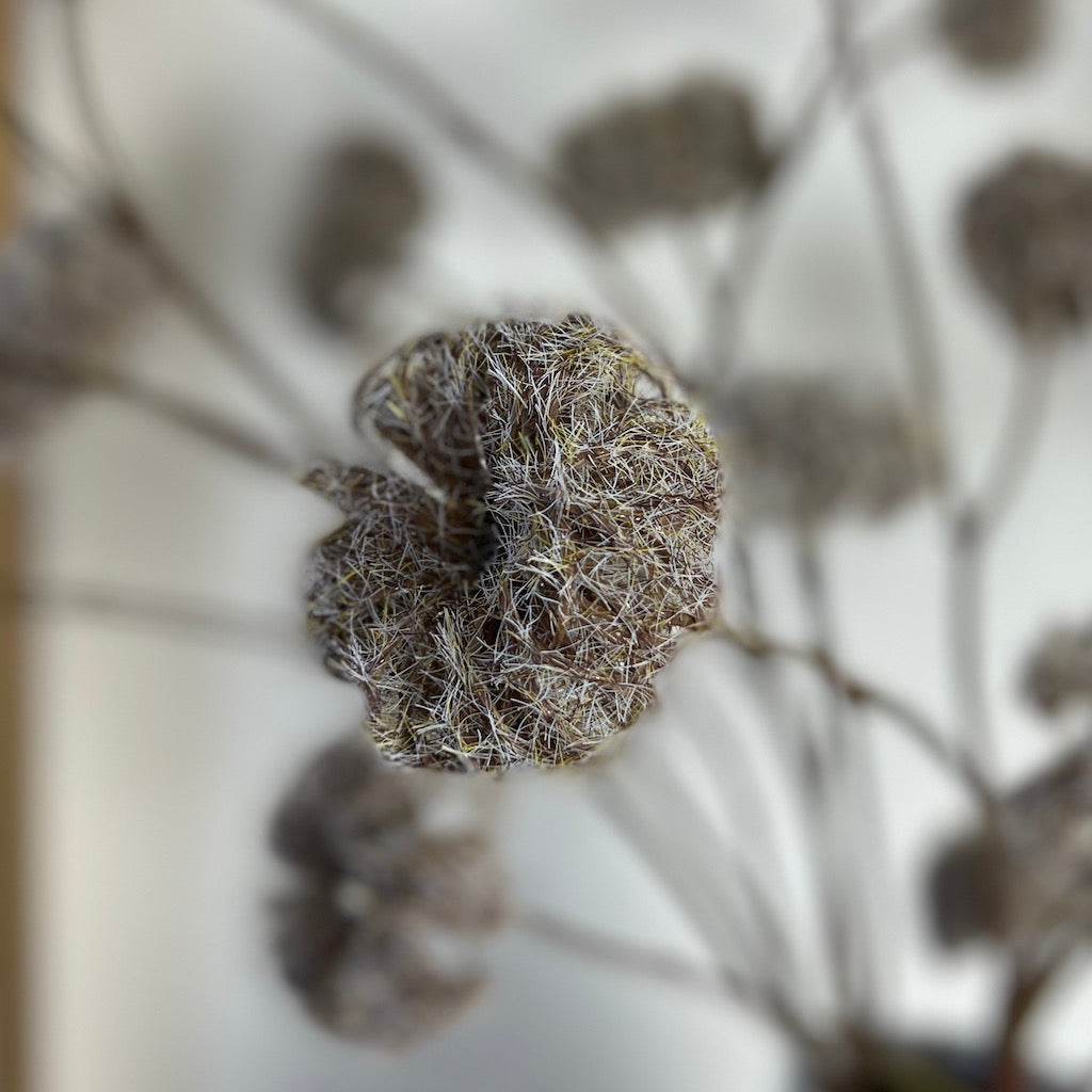 Clematis Stem Dried Effect