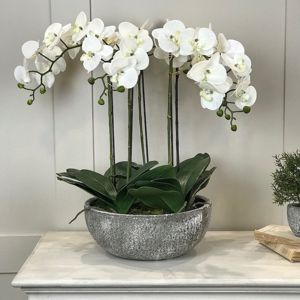 White Orchid Phalaenopsis Plants In Stone Look Bowl