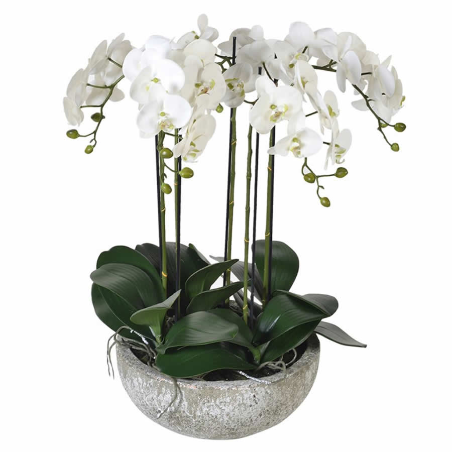 White Orchid Phalaenopsis Plants In Stone Look Bowl Small