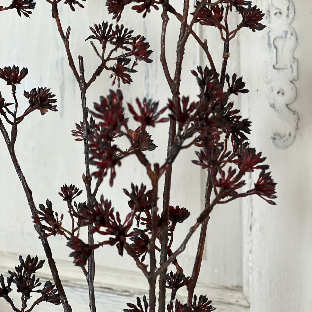Twig Plant Burgundy Fennel Flower Stem