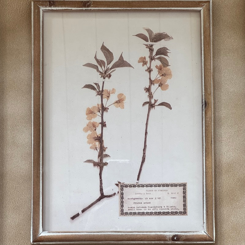 Herbarium Prints Set 4 Framed