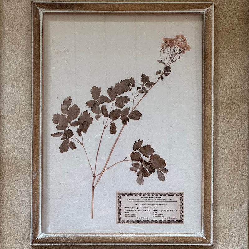 Herbarium Prints Set 4 Framed
