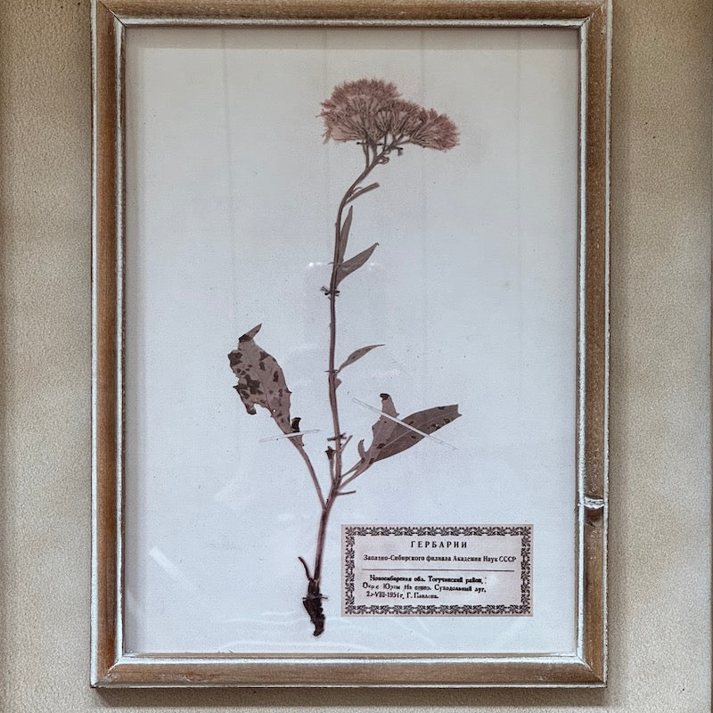 Herbarium Prints Set 4 Framed