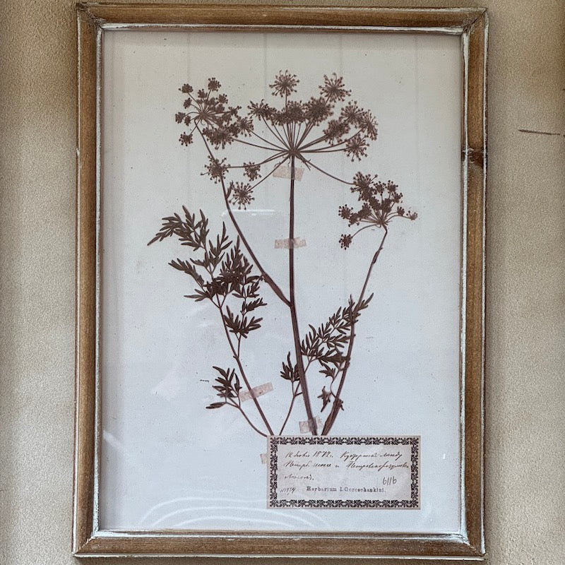 Herbarium Prints Set 4 Framed