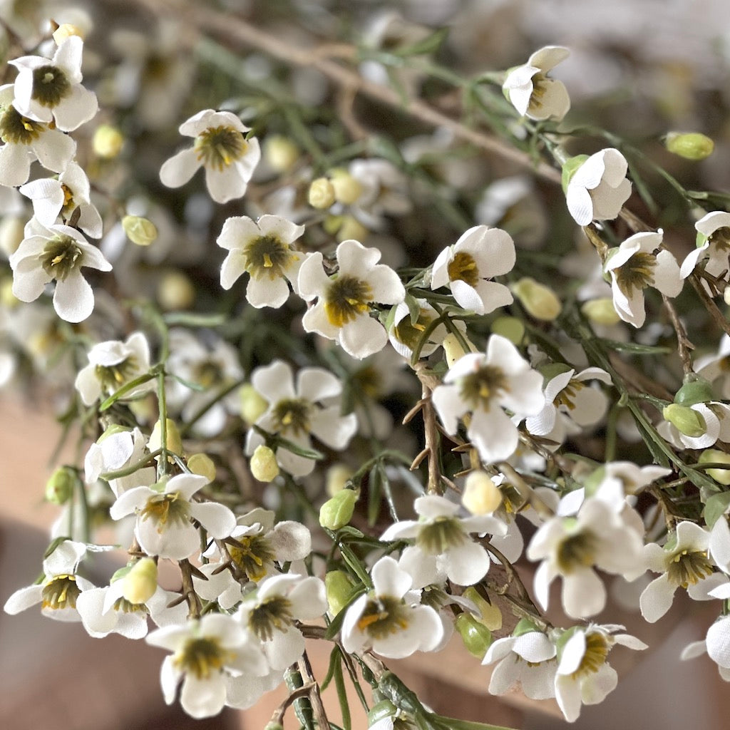 Wax Flower Spray