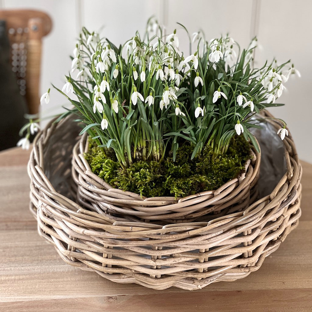 Round Rattan Planter