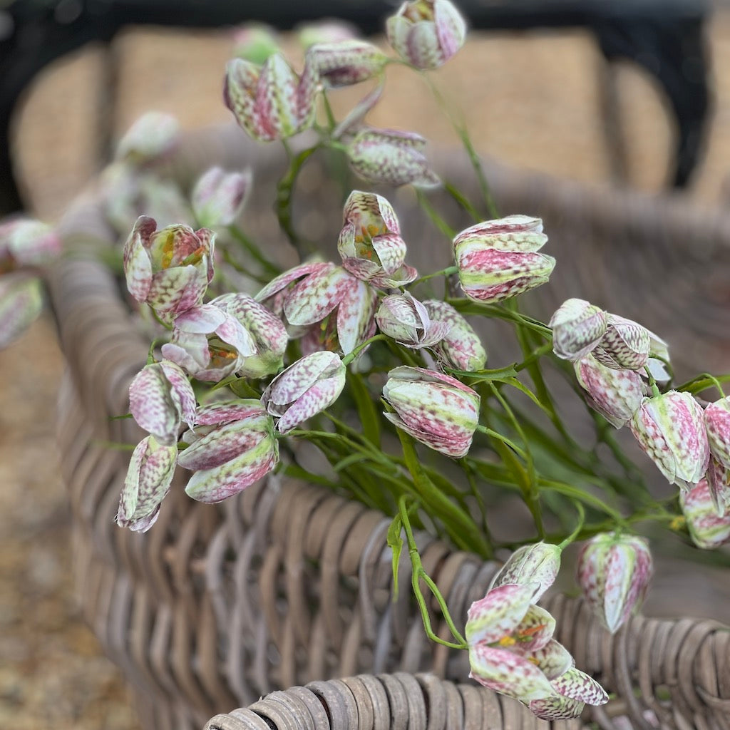 Fritillaria Spray