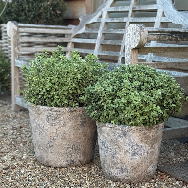 Weathered Finish Illy Planters