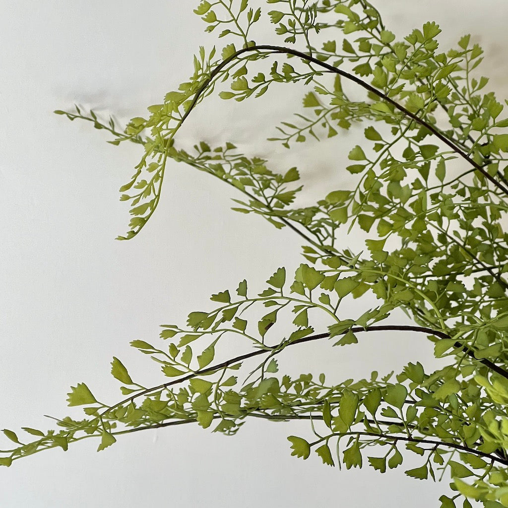 Large Maiden Hair Fern in Glass Pot