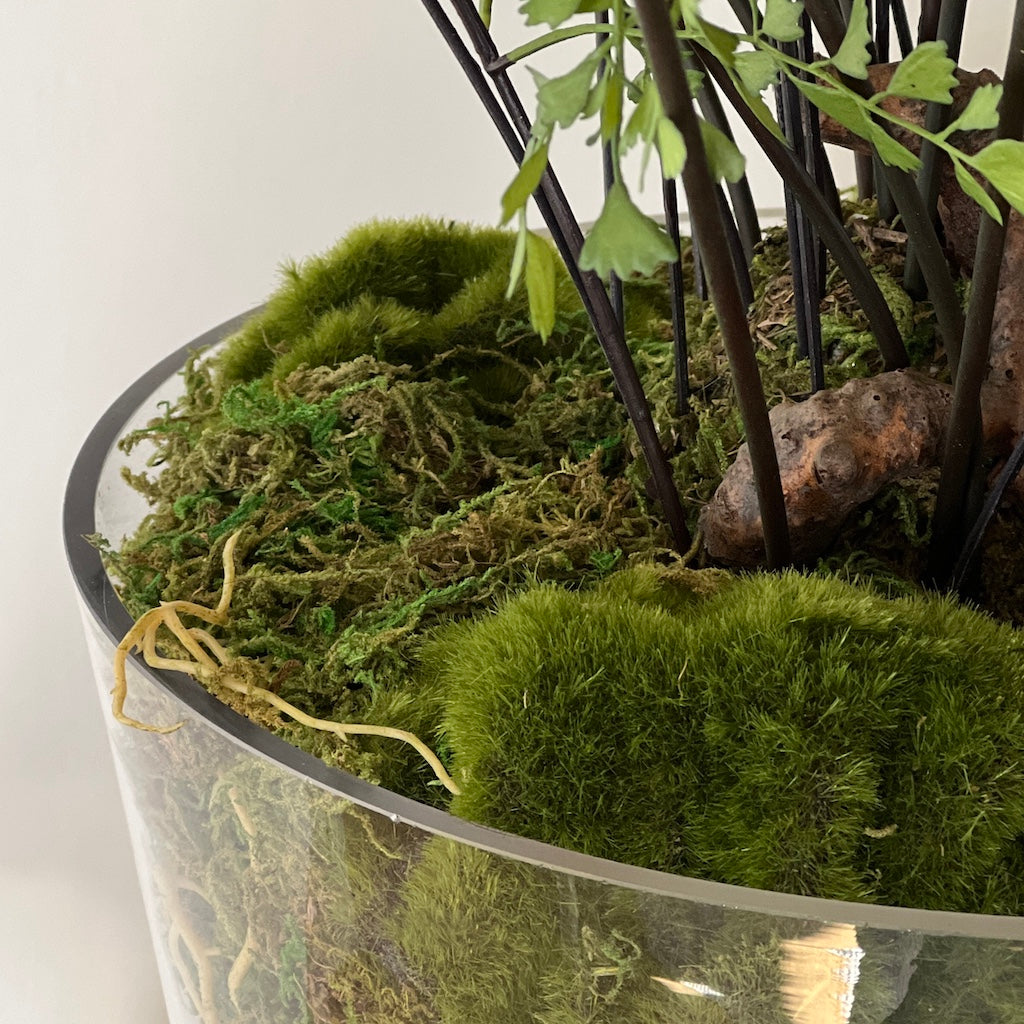 Large Maiden Hair Fern in Glass Pot