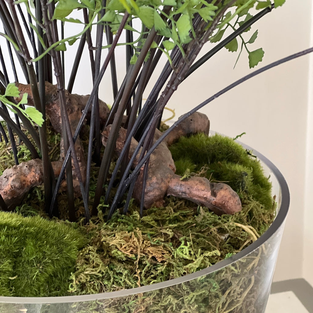 Large Maiden Hair Fern in Glass Pot