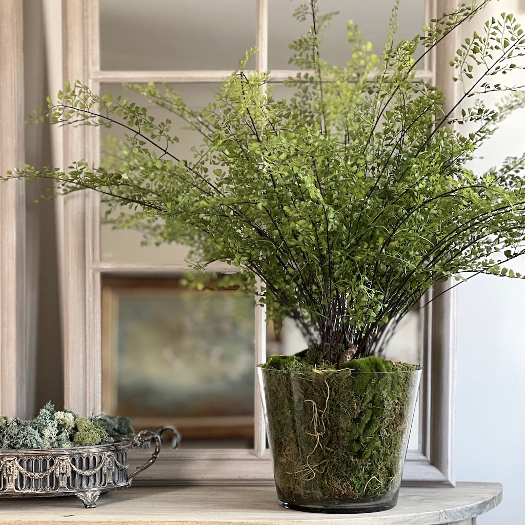 Large Maiden Hair Fern in Glass Pot