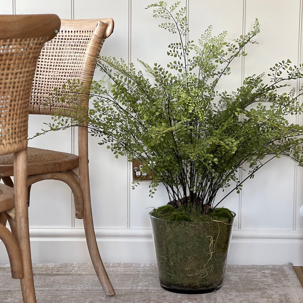 Large Maiden Hair Fern in Glass Pot