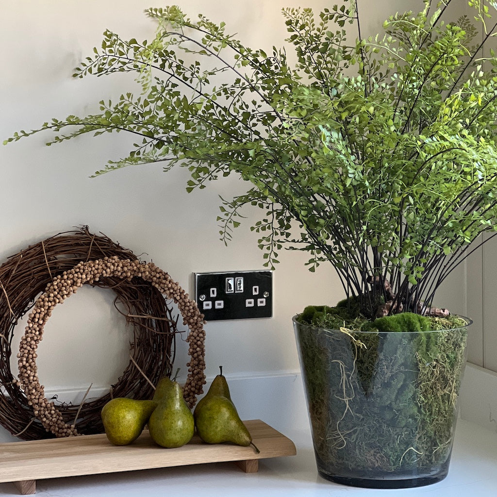 Large Maiden Hair Fern in Glass Pot