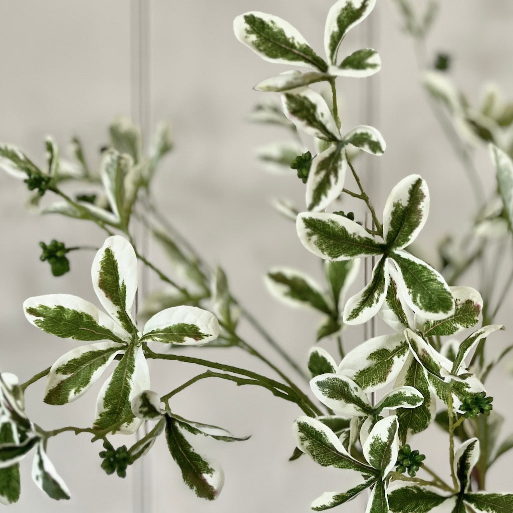 Faux Variegated Ficus Leaf Stem