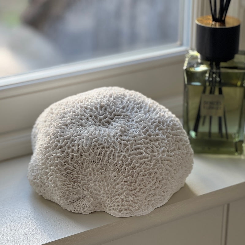 Nerina Coral