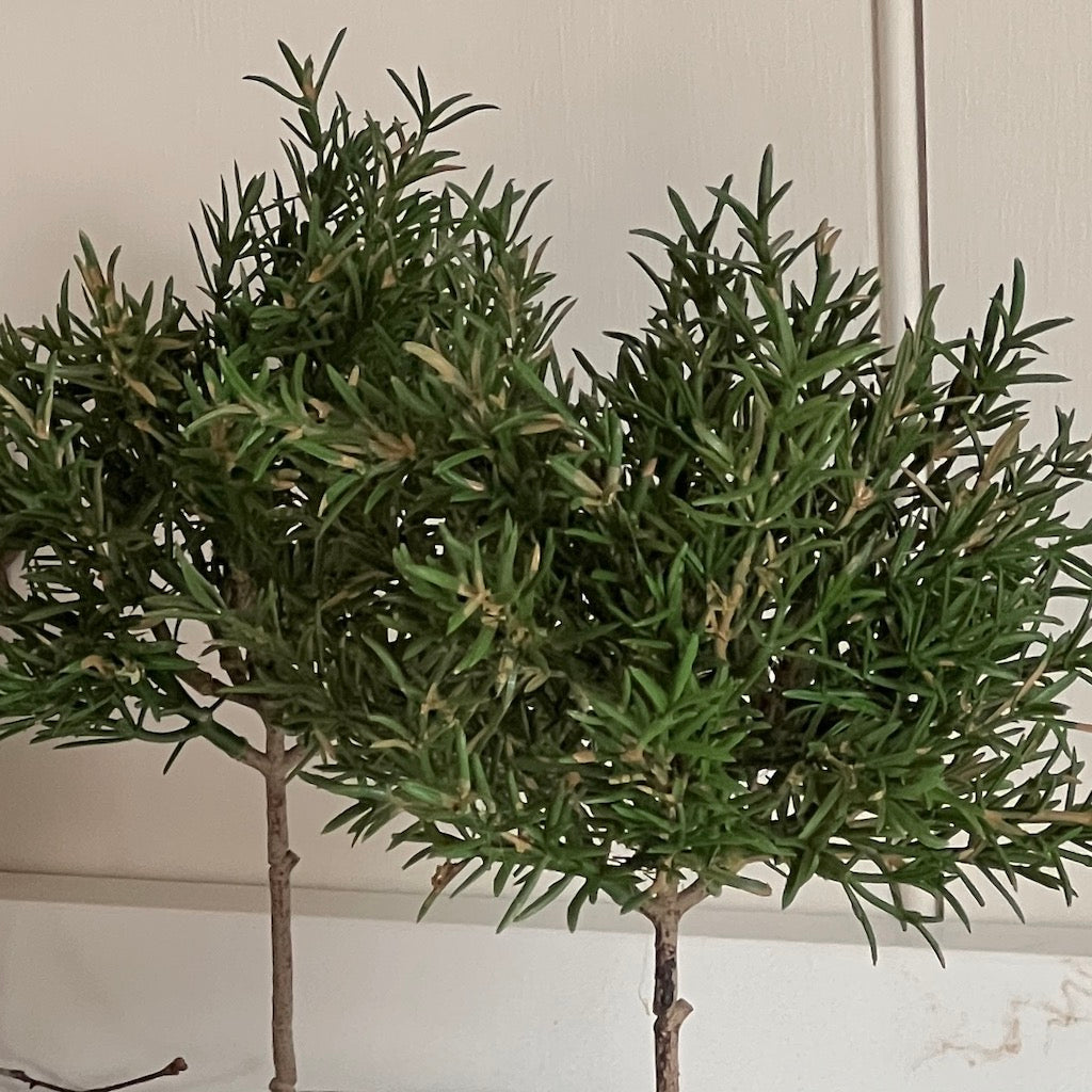 Faux Potted Rosemary Topiary In Pot
