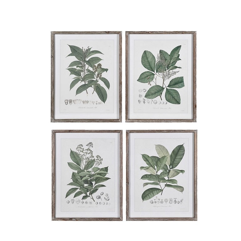 Perennial Herbs Wall Art Set 4