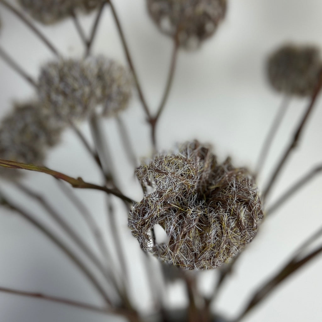 Clematis Stem Dried Effect
