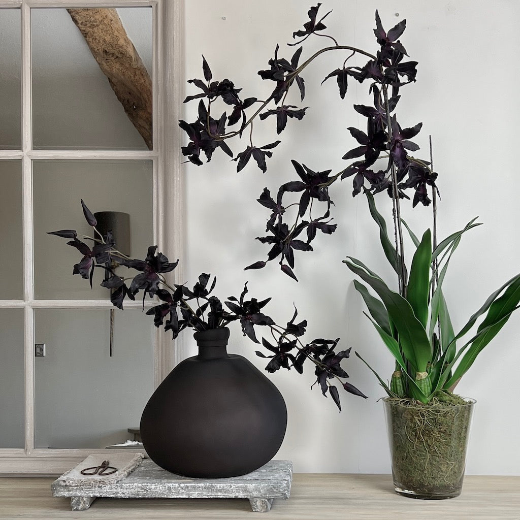 Deep Purple Oncidium Orchid