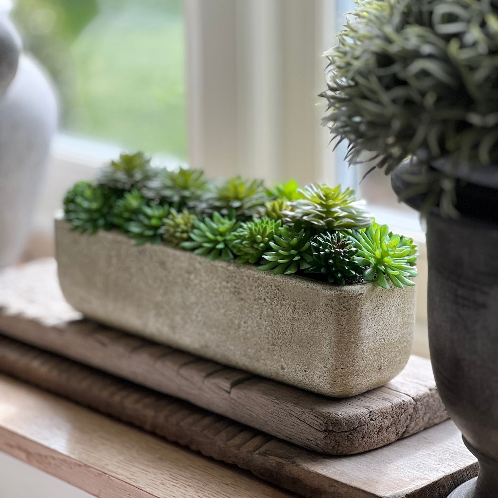 Mixed Echeveria Trough