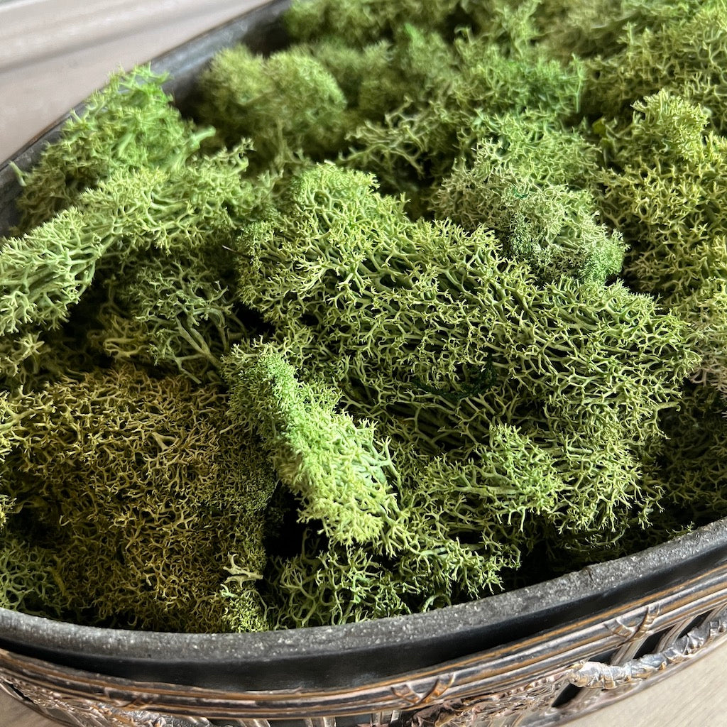 Green Seaweed Moss