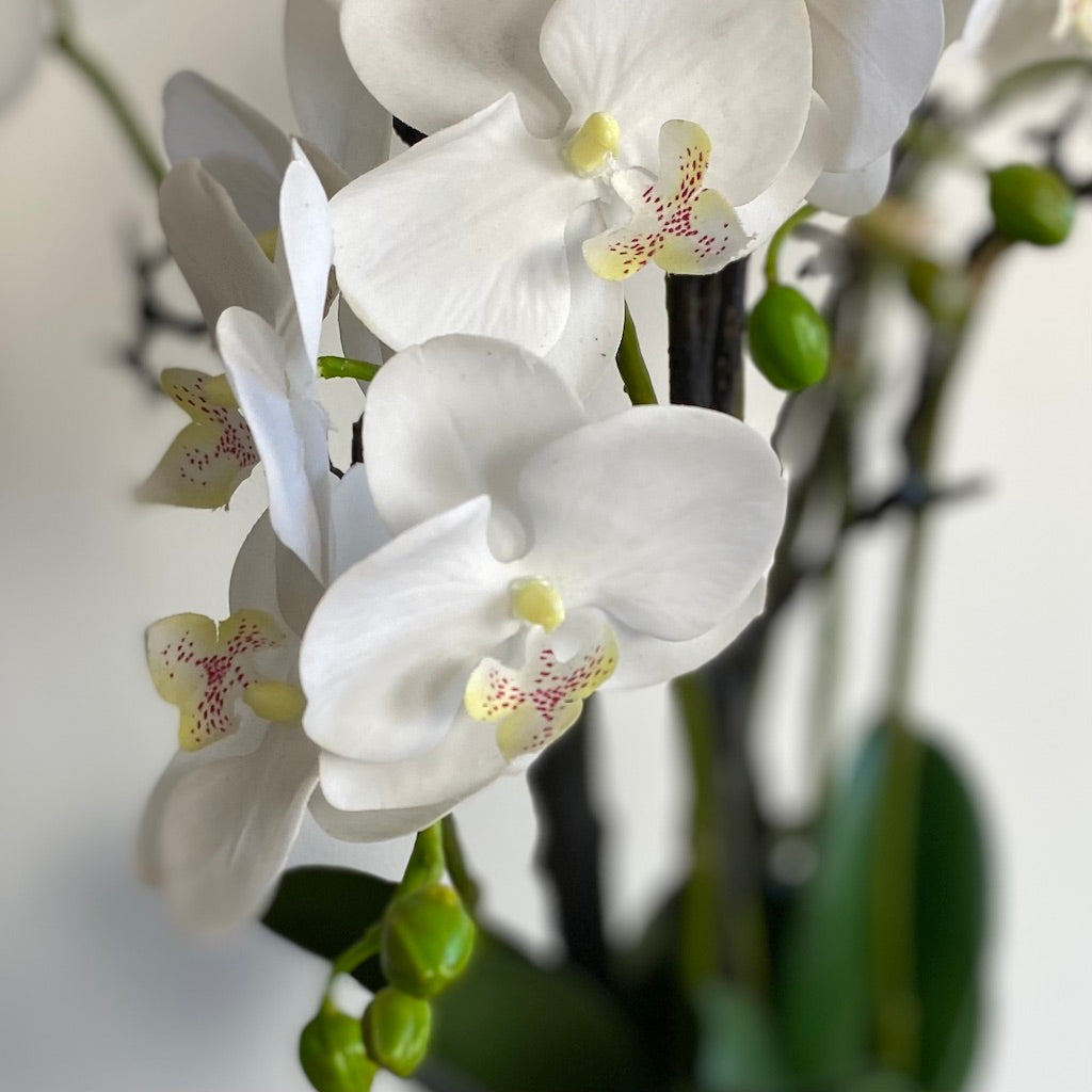 White Phalaenopsis Orchid In Stone Pot