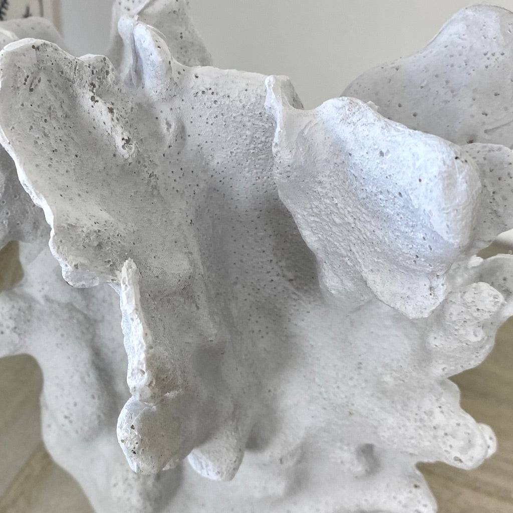 Stunning White Coral Bookends