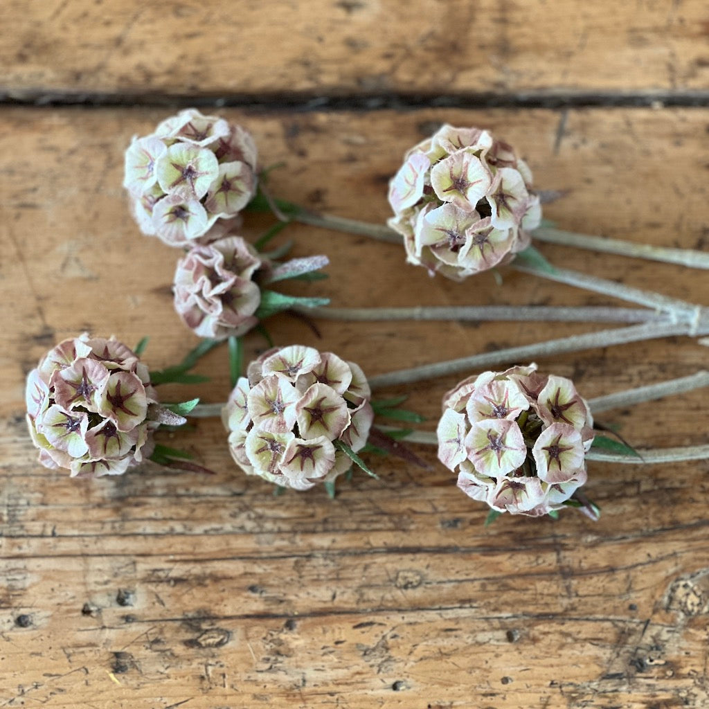 Scabiosa Spray Light Brown