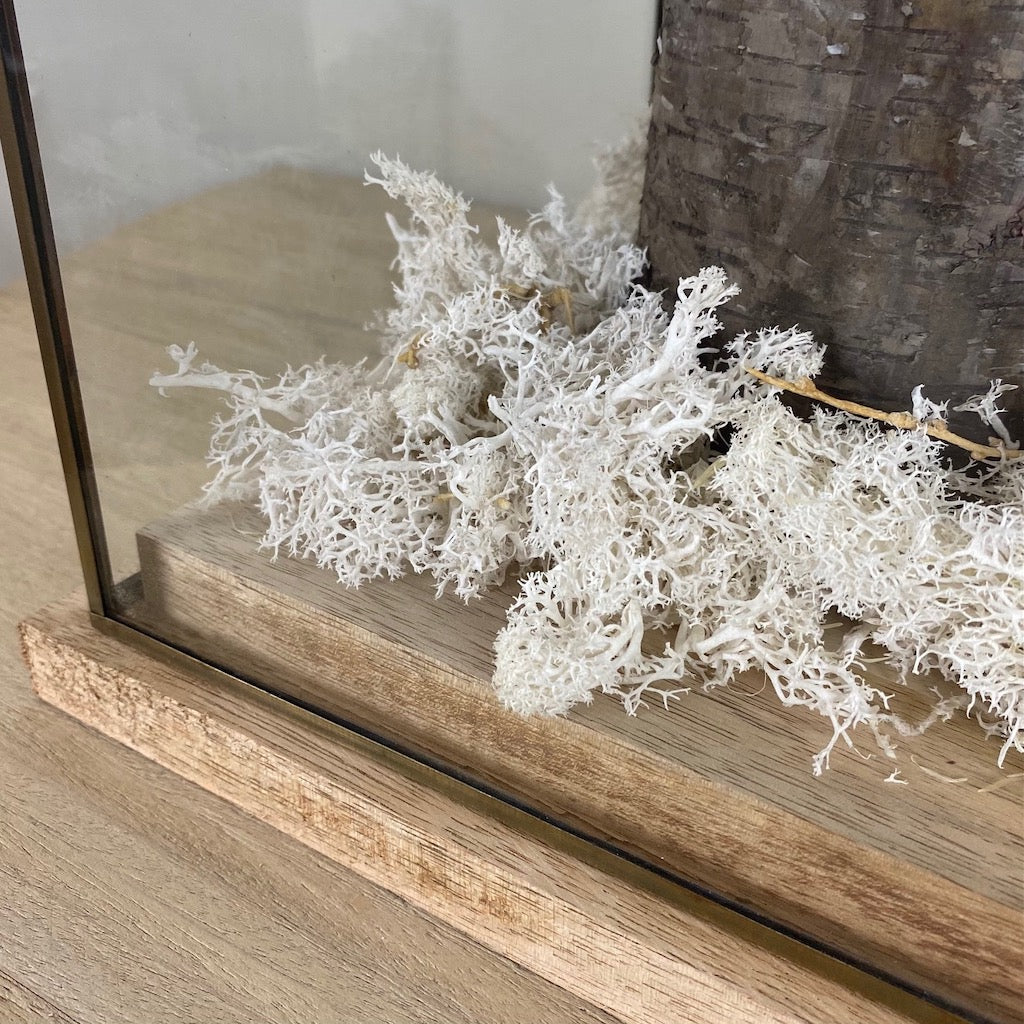 White Moss