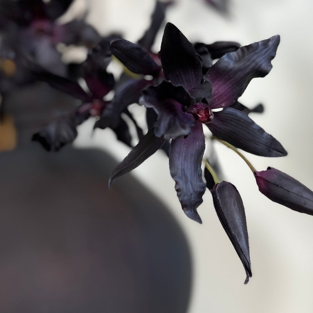 Deep Purple Oncidium Orchid