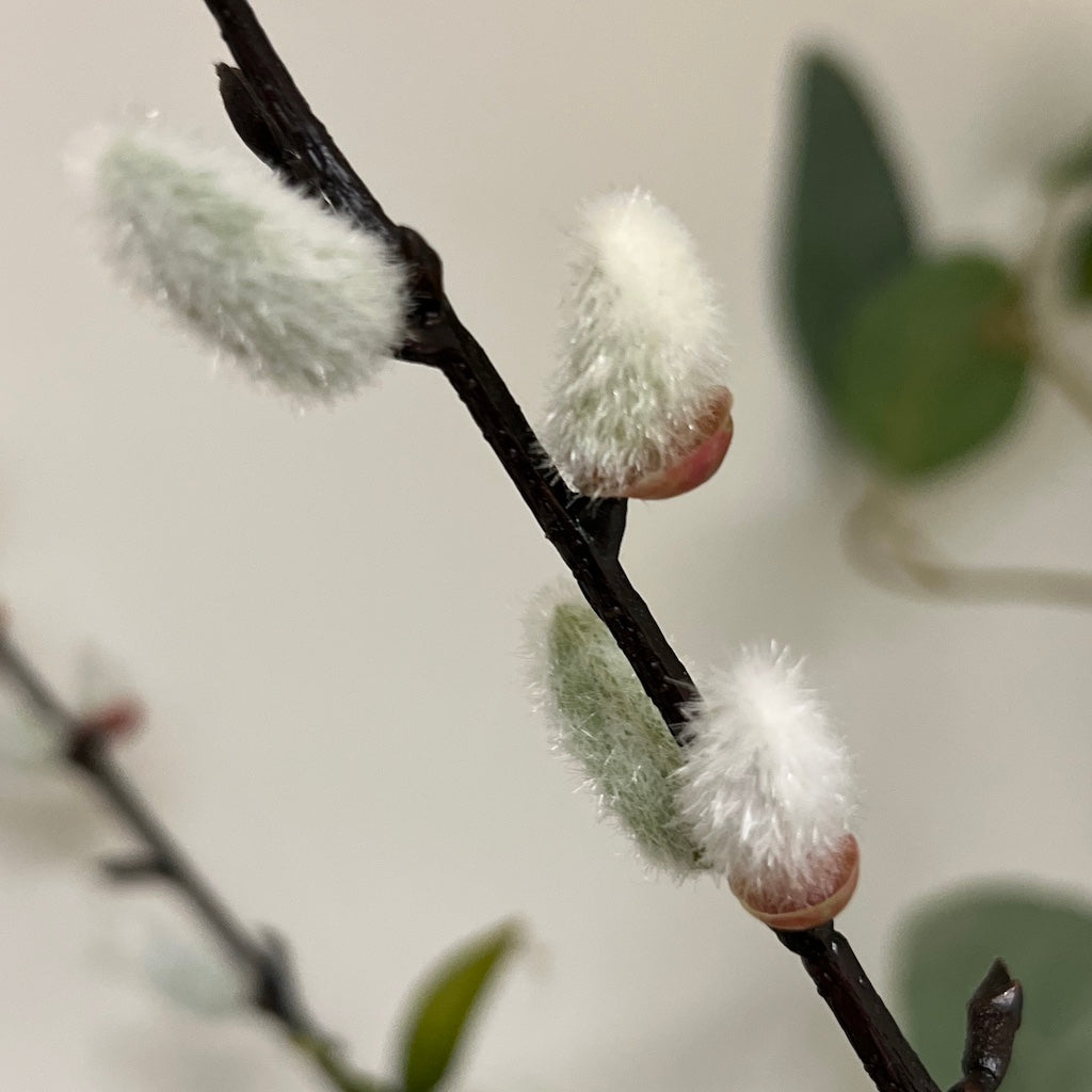 Natural Pussy Willow Stem Leaves