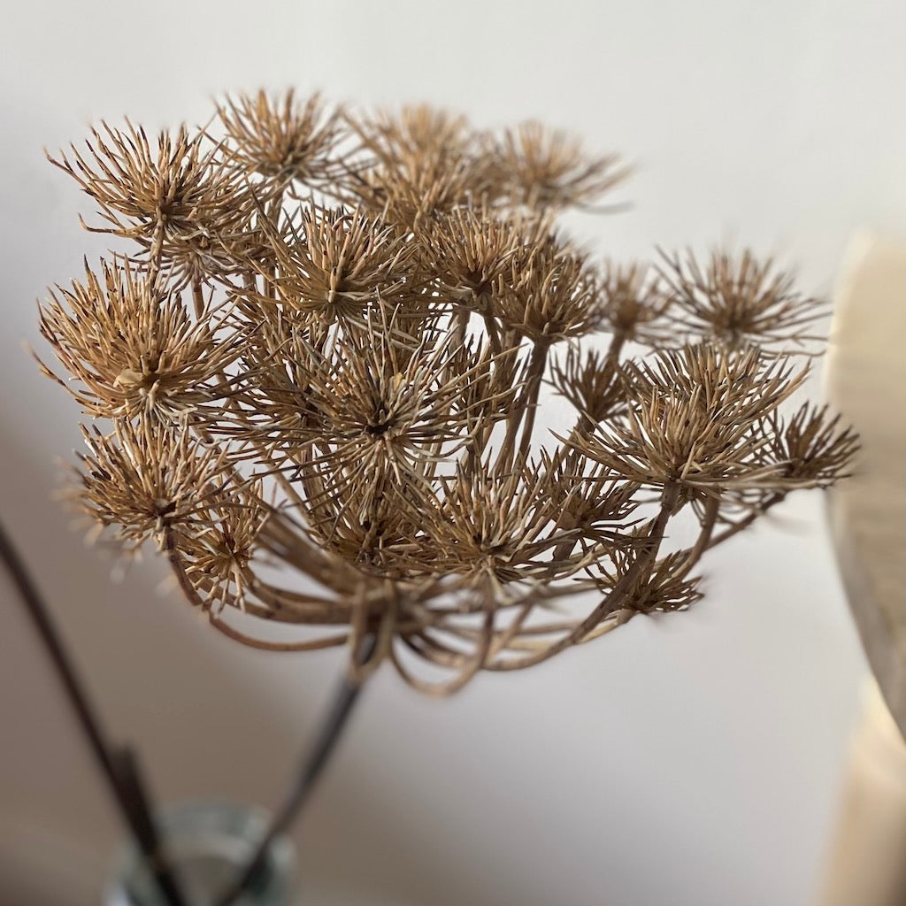 Faux Large Cowparsley Queen Anne Lace Stem