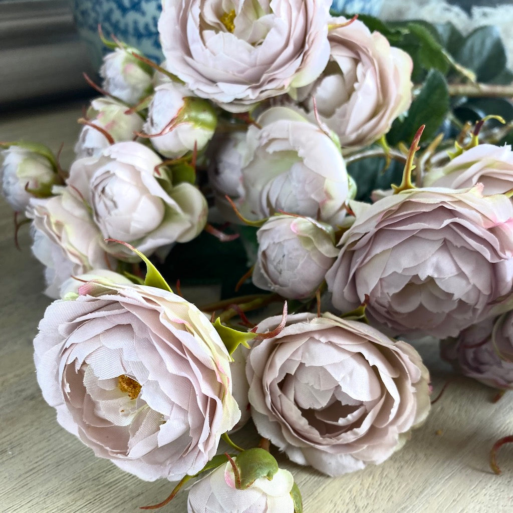 Tea Rose Pink Shrub Rose Stem