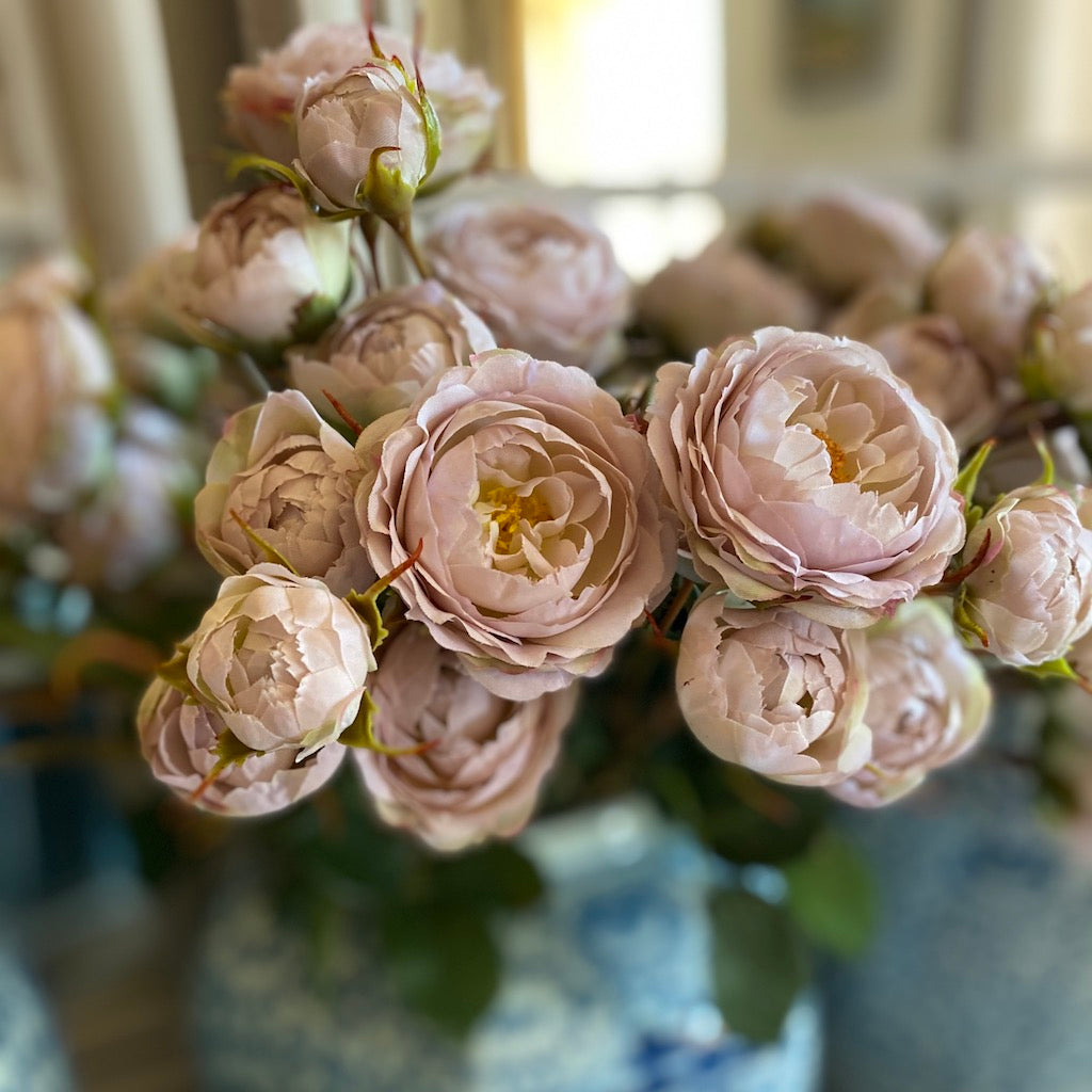 Tea Rose Pink Shrub Rose Stem