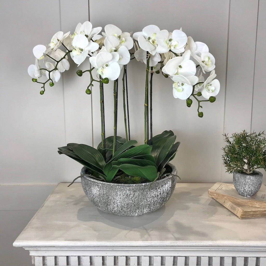 White Orchid Phalaenopsis Plants In Stone Look Bowl