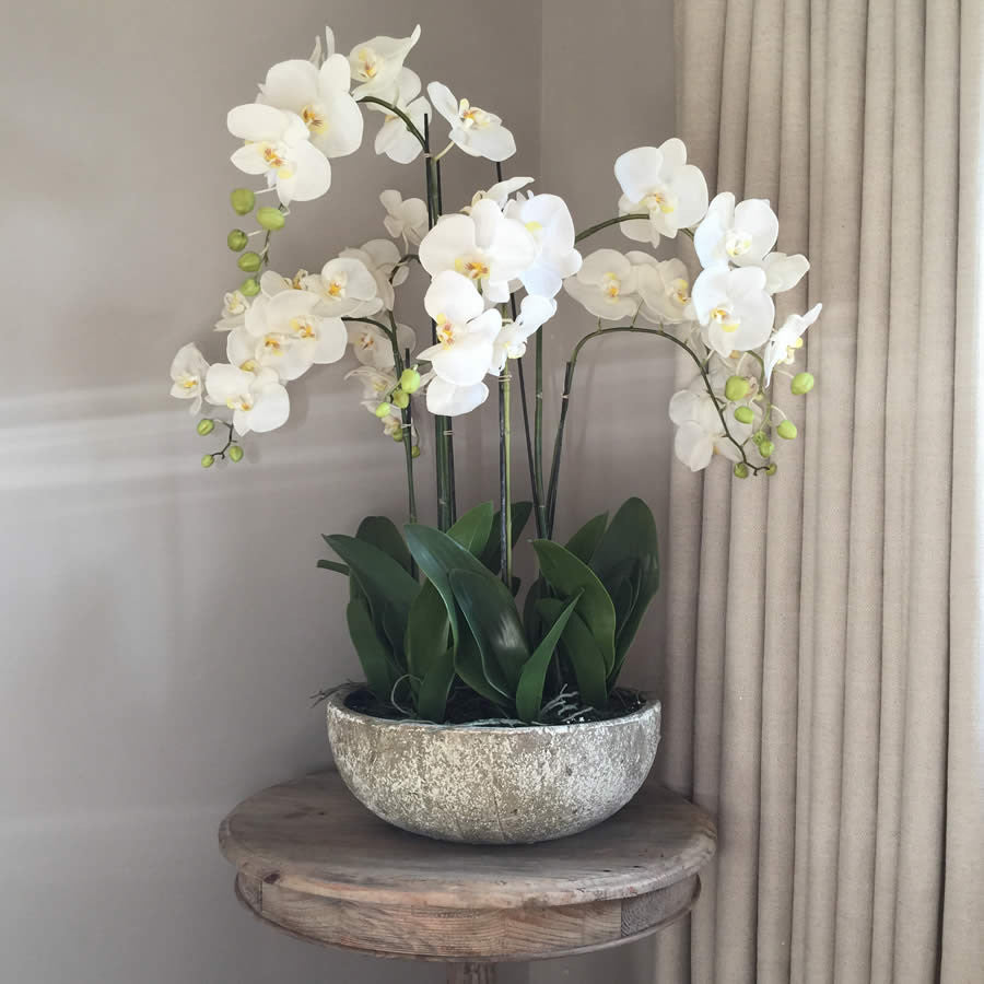 White Orchid Phalaenopsis Plants In Stone Look Bowl