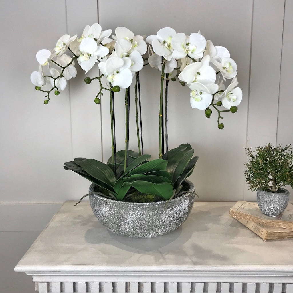 white orchid house plant White Orchid Phalaenopsis Plants In Stone Look Bowl – Cowshed Interiors
