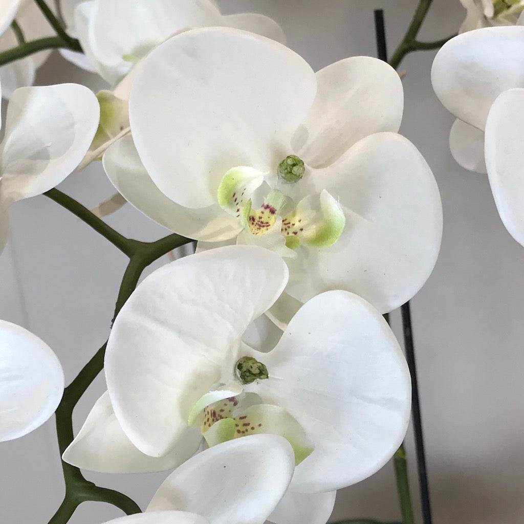 White Orchid Phalaenopsis Plants In Stone Look Bowl