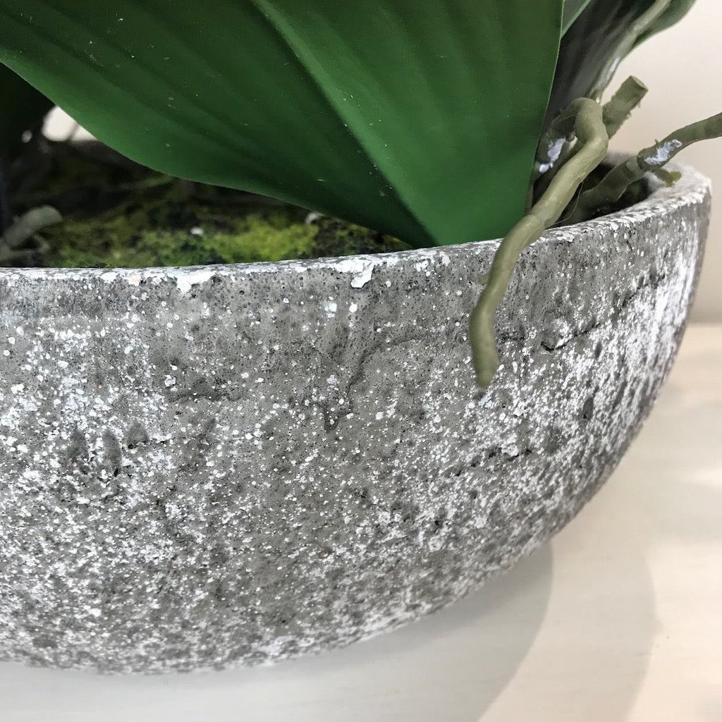 White Orchid Phalaenopsis Plants In Stone Look Bowl