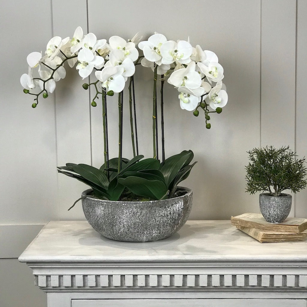 White Orchid Phalaenopsis Plants In Stone Look Bowl